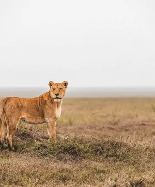 Erlebe Tansanias bekannteste Wildschutzgebiete auf höchstem Niveau